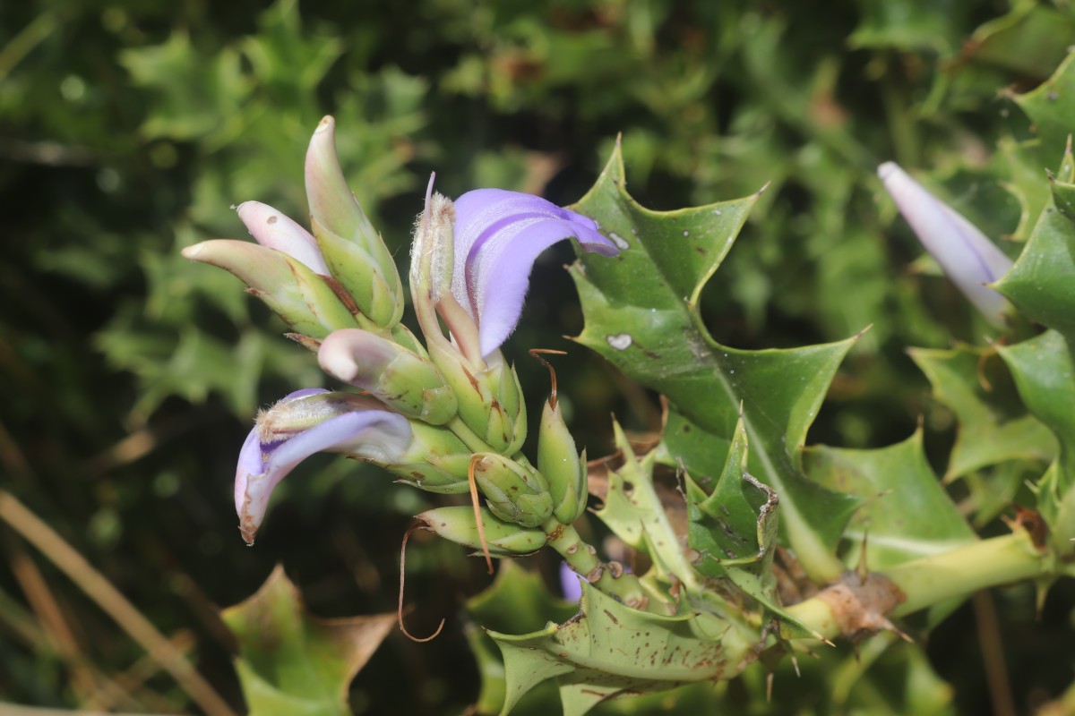 Acanthus ilicifolius L.